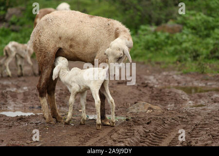 Schafe füttern Milch zu Ihr Lamm Stockfoto