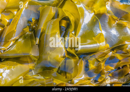 Seetang, Nereocystis luetkeana, Olympic National Park, Washington, USA, Pazifik Stockfoto