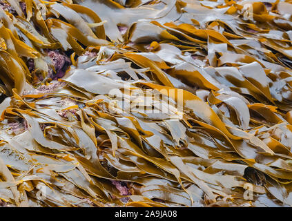 Dichte - Verklumpten Kelp, Laminaria sinclairii, Shi Shi Strand, olympische Coast National Marine Sanctuary, Washington, USA, Pazifik Stockfoto