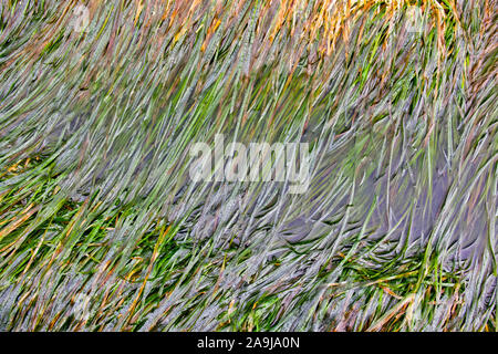 Die scouler surfgrass, Phyllospadix scouleri, Shi Shi Strand, olympische Coast National Marine Sanctuary, Washington, USA, Pazifik Stockfoto
