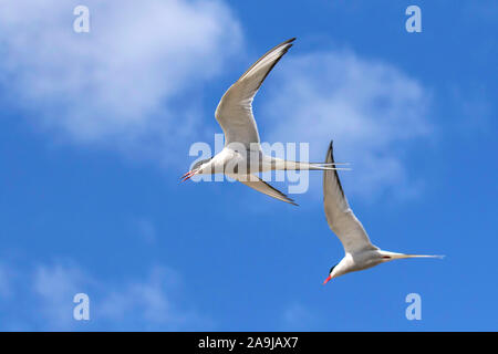 Flußseeschwalbe (Sterna Hirundo) Stockfoto