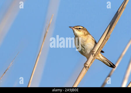 Schilfrohrsänger (Acrocephalus Schoenobaenus) Stockfoto