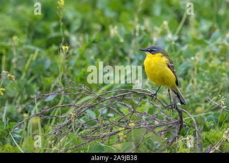 Schafstelze (Motacilla Flava) Männchen Stockfoto