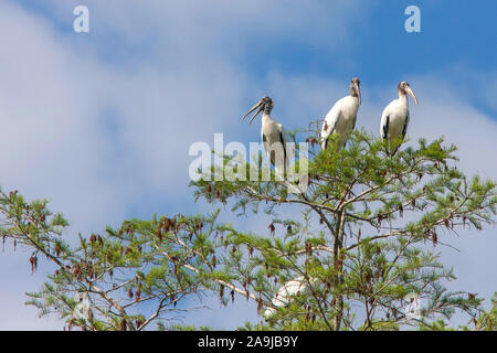 Waldstörche (Mycteria americana) Stockfoto