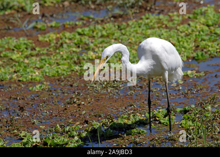 Silberreiher (Casmerodius Albus) Stockfoto