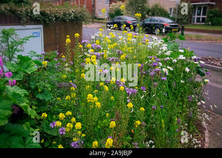 Wildflower planting um ein Exeter, Großbritannien Ärzte Chirurgie verbessert die Annehmlichkeit mit Phacelia tanacetifolia und Senf - Sinapis arvensis Stockfoto