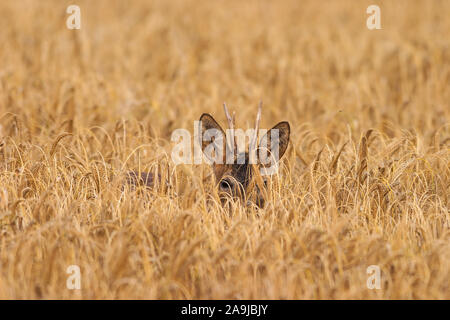 Junger Rehbock versteckt sich im Kornfeld, (Hyla arborea) Stockfoto