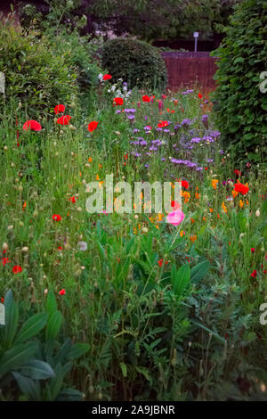 Wildflower planting um ein Exeter, Großbritannien Ärzte Chirurgie verbessert die Annehmlichkeit mit Kalifornischen Mohn- Eschscholzia californica, Corn Poppy - Papaver rhoe Stockfoto