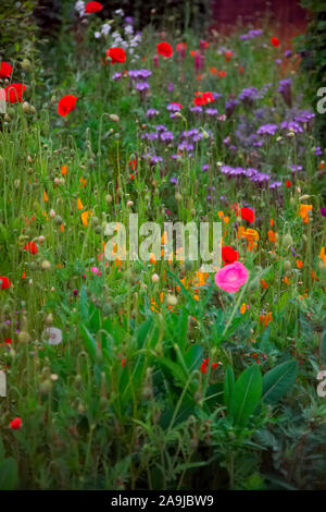 Wildflower planting um ein Exeter, Großbritannien Ärzte Chirurgie verbessert die Annehmlichkeit mit Kalifornischen Mohn- Eschscholzia californica, Corn Poppy - Papaver rhoe Stockfoto