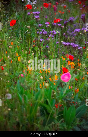 Wildflower planting um ein Exeter, Großbritannien Ärzte Chirurgie verbessert die Annehmlichkeit mit Kalifornischen Mohn- Eschscholzia californica, Corn Poppy - Papaver rhoe Stockfoto