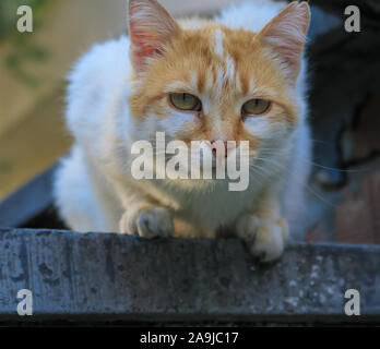 Katze aufpassen von der Oberseite der Zaun Stockfoto