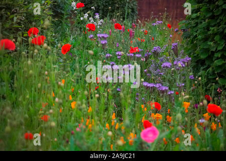 Wildflower planting um ein Exeter, Großbritannien Ärzte Chirurgie verbessert die Annehmlichkeit mit Kalifornischen Mohn- Eschscholzia californica, Corn Poppy - Papaver rhoe Stockfoto