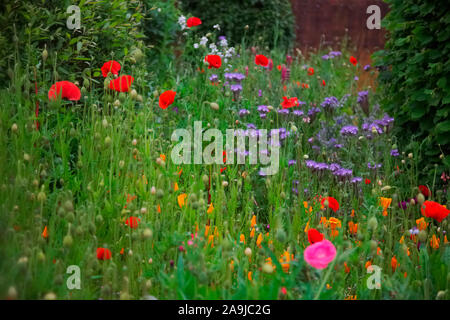 Wildflower planting um ein Exeter, Großbritannien Ärzte Chirurgie verbessert die Annehmlichkeit mit Kalifornischen Mohn- Eschscholzia californica, Corn Poppy - Papaver rhoe Stockfoto