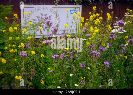 Wildflower planting um ein Exeter, Großbritannien Ärzte Chirurgie verbessert die Annehmlichkeit mit Phacelia tanacetifolia, Ox Auge Daisy, Leucanthemum vulgare und Charloc Stockfoto