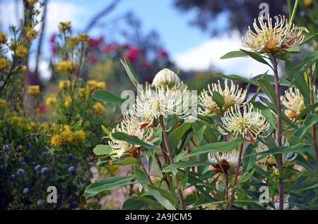 Hardy, dürreresistente Wasser - kluge australischen Frühling Garten mit weißen Shady Lady Waratahs, Telopea speciosissima und gelb Breite Blatt Drumsticks Stockfoto