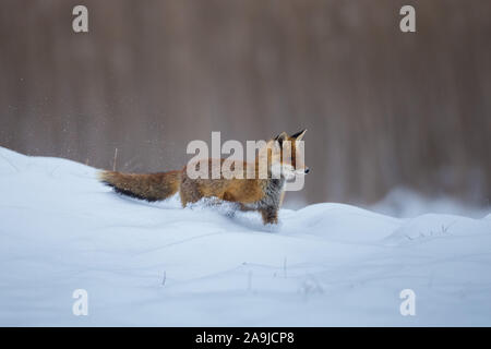 Im Winter, Rotfuchs (Vulpes vulpes) Stockfoto