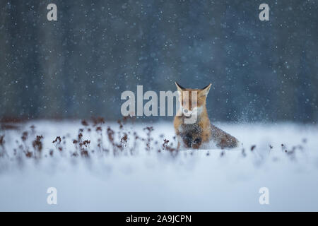 Im Winter, Rotfuchs (Vulpes vulpes) Stockfoto