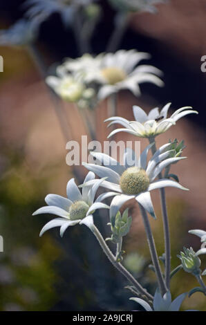 Australian native Flanell Blumen, Actinotus helianthi, Familie Apiaceae, in der dappled Licht einer woodland Unterwuchs, Sydney, NSW, Australien Stockfoto