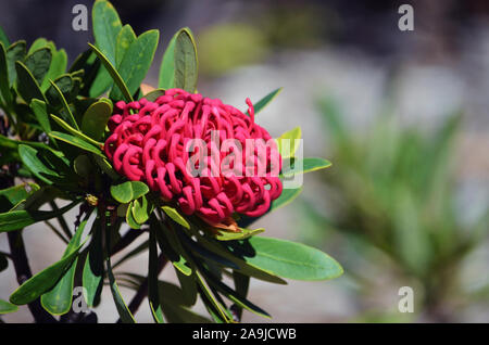 Rote Blume Leiter und einheimische australische Protea Sorte, die braidwood Brillante Waratah, Telopea speciosissima, Familie der Proteaceae. Stockfoto