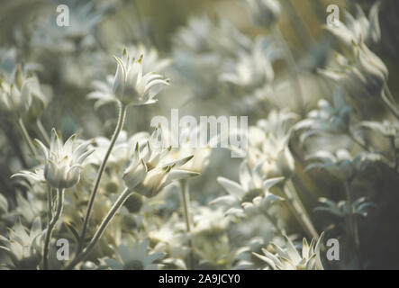 Australian native Flanell Blumen, Actinotus helianthi, Familie Apiaceae, in der dappled Licht einer woodland Unterwuchs, Sydney, NSW, Australien Stockfoto