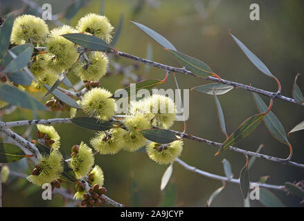 Gelbe Blüten und Knospen der seltenen Desmond Mallee, Eukalyptus desmondensis, Familie Myrtaceae. Endemisch auf Mount Desmond in der Nähe von Ravensthorpe in WA Stockfoto