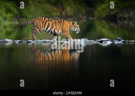 Sibirischer Tiger (Panthera tigris altaica), Stockfoto