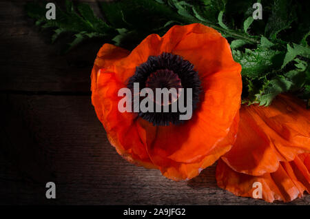 Roter Mohn Blume auf einem dunklen Hintergrund. Blumenstrauß aus roten Blüten mit selektiver Licht. Stockfoto