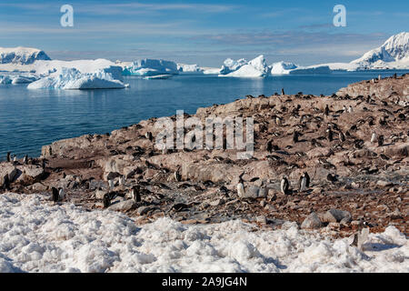 Gentoo Pinguin Kolonie in der Nähe von Cuverville Insel im errera Channel an der Westküste der Antarktischen Halbinsel in der Antarktis. Stockfoto