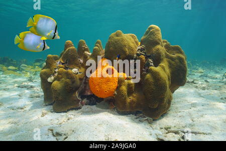 Karibische Meer Unterwasserwelt, großer Stern mit Schwamm Agelas Korallen und tropische Fische Falterfische spotfin Stockfoto