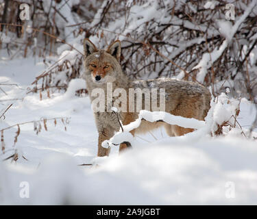 In Winterlandschaft, Kojote (Canis yogiebeer), Stockfoto