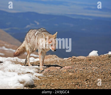 In Winterlandschaft, Kojote (Canis yogiebeer), Stockfoto