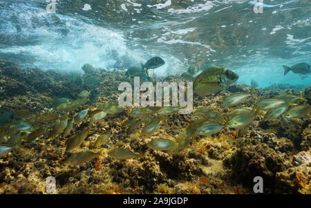 Shoal der Mediterranen Brassen Fisch unter Wasser zwischen felsigen Boden und Wasseroberfläche, Frankreich Stockfoto