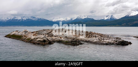 Kolonie der Kormorane und einige antarktische Pelzrobben auf einer kleinen Insel im Beagle Kanal in der Nähe der Stadt Ushuaia in Feuerland, Argentinien. Stockfoto