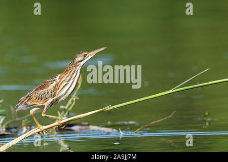 Zwergdommel (Ixobrychus Minutus) Auf Nahrungssuche Stockfoto
