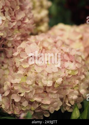 Hydrangea oder Ajisai rosa Blume auf der Natur Hintergrund verschwommen Stockfoto