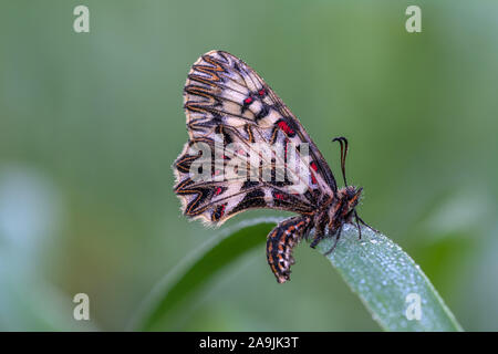 Osterluzeifalter (Zerynthia Polyxena) südlichen Schwalbenschwanz Stockfoto