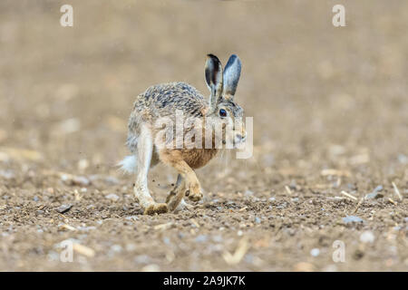 Feldhase (Lepus Europaeus) Feldhase Stockfoto