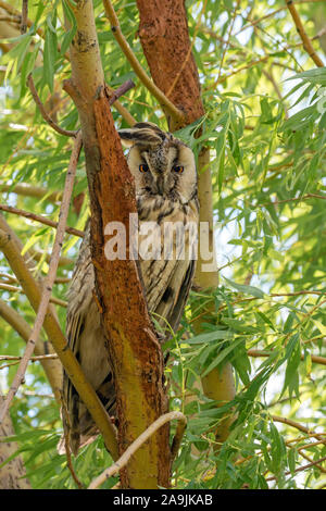 Waldohreule (Asio Otus) Waldohreule Stockfoto