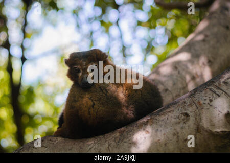 Porträt einer rubriventer Lemur auf Zweig der drei im Park Stockfoto