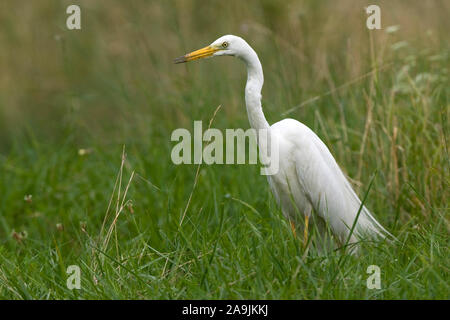 Silberreiher (Casmerodius Albus) Stockfoto