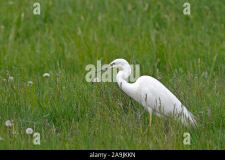 Silberreiher (Casmerodius Albus) Stockfoto