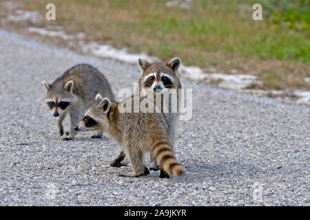 Waschbaer, Procyon Lotor, USA, Florida, Everglades Stockfoto