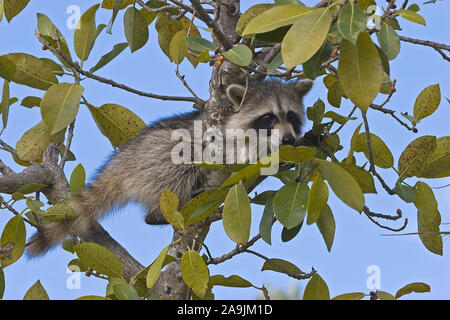 Waschbaer, Procyon Lotor, USA, Florida, Everglades Stockfoto