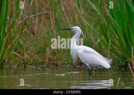 Seidenreiher (Egretta Garzetta) Seidenreiher Stockfoto