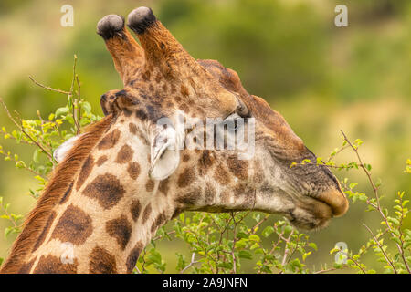 Kopf eines männlichen Giraffe (Giraffa Camelopardalis), Pilanesberg Nationalpark, Südafrika. Stockfoto