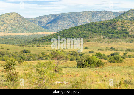 Löwin genießen Sie die Ruhe im Morgenlicht auf der afrikanischen Steppe, Pilanesberg Nationalpark, Südafrika. Stockfoto