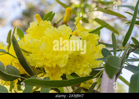 Gelbe Blumen von Handroanthus chrysotrichus oder Goldene Trompete Baum. Bali, Indonesien. Stockfoto