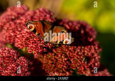 Nahaufnahme von einem roten Schmetterling auf roter Blüte, Rhön, Hessen, Deutschland Stockfoto