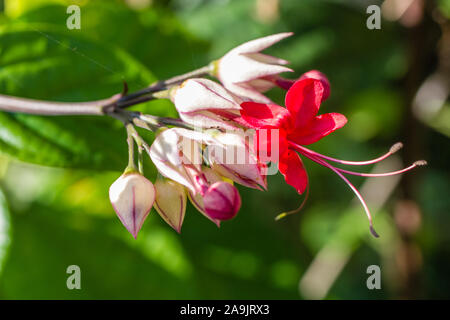 Blühende Clerodendrum thomsoniae oder blutende Herz, blühende Zierpflanzen Weinstock. Bali, Indonesien. Stockfoto