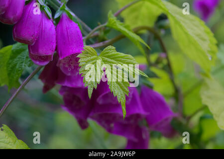 Golden Hopfen - Humulus lupulus 'Aureus' AGM mit Fingerhut - Digitalis purpurea Stockfoto